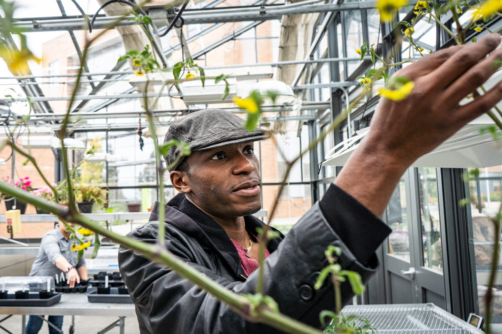 Agriculture student checking his project in the greenhouse